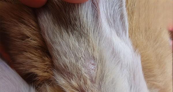 猫咪长癣的治疗方法（宠物猫咪长癣怎么办）