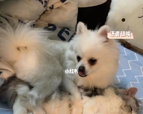 猫语交流（了解猫咪的身体语言）