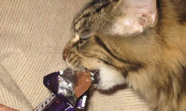 猫咪中毒（如何避免猫咪中毒及常见中毒物品介绍）