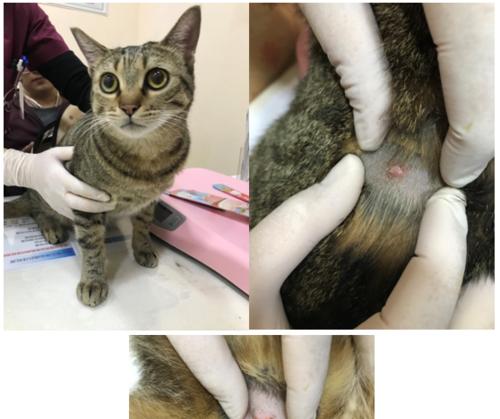 猫咪肿瘤药治疗全攻略（用药指南）