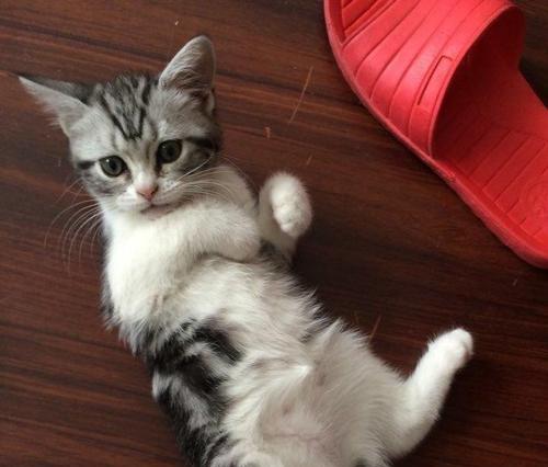 强灌小猫，你真的准备好了吗（如何为宠物提供适宜的护理和喂养）