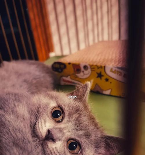强灌小猫，你真的准备好了吗（如何为宠物提供适宜的护理和喂养）