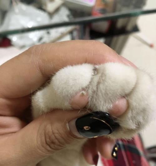 猫咪爪垫颜色揭示身体健康（探究猫咪爪垫颜色变化的原因及其对身体健康的影响）