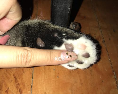 猫咪爪垫颜色揭示身体健康（探究猫咪爪垫颜色变化的原因及其对身体健康的影响）