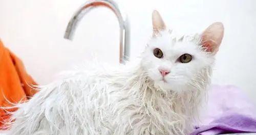 救救我们的喵星人！——猫咪着凉怎么治疗？
