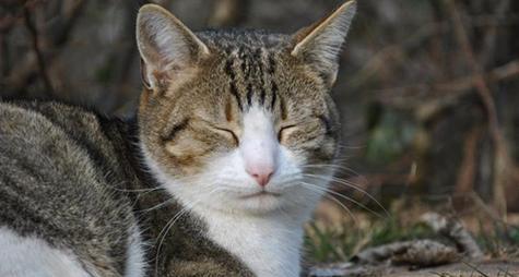 救救我们的喵星人！——猫咪着凉怎么治疗？