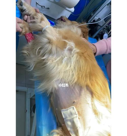 猫咪子宫出脓检查，不可忽视的宠物健康问题（发现及时、治疗及早）