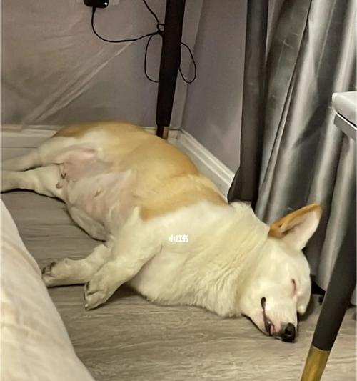 猫咪放屁大揭秘（一只猫咪为何总对着我放屁）