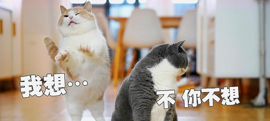 猫咪放屁大揭秘（一只猫咪为何总对着我放屁）