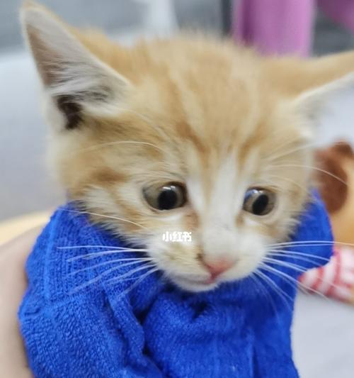 猫咪的突然抖头现象（揭秘猫咪神秘的身体语言）