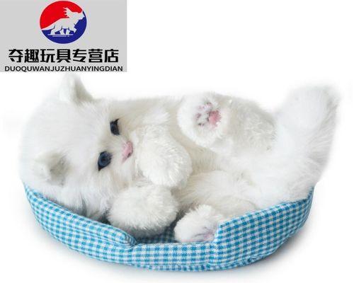 为什么猫咪总是突然攻击（探究猫咪攻击的原因及预防方法）