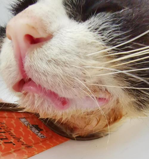 猫咪嘴角的两块肉是怎么来的（探究猫咪体内脂肪积累的原因）