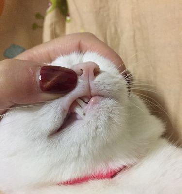 宠物猫咪口腔疾病的预防与治疗（通过细心呵护和定期检查）