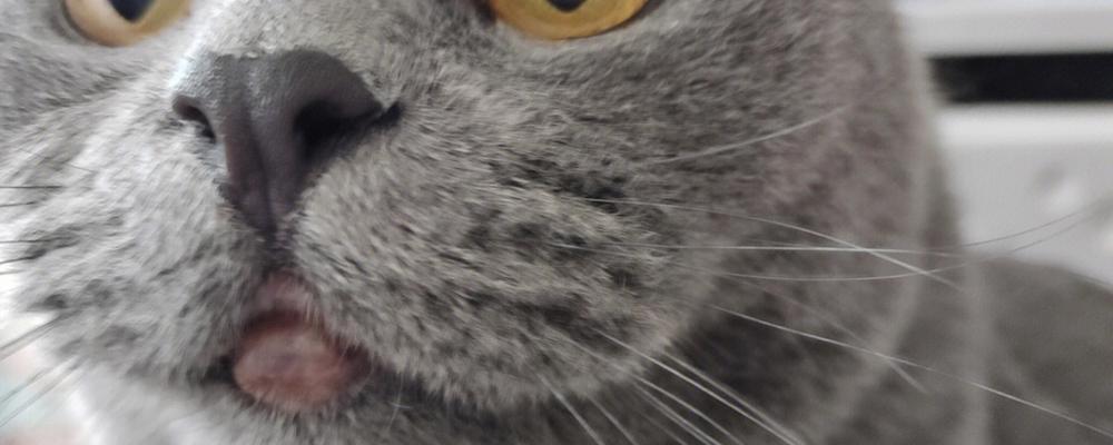 宠物猫咪嘴肿了怎么办（猫咪口腔疾病的种类及治疗方法）