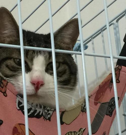 宠物猫咪嘴肿了怎么办（猫咪口腔疾病的种类及治疗方法）