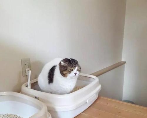 宠物猫最多便秘几天（了解如何预防和解决猫咪便秘问题）