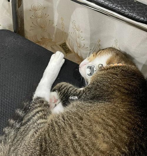 宠物猫最多便秘几天（了解如何预防和解决猫咪便秘问题）
