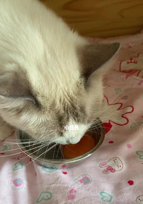 猫咪坐月子需要多久（猫咪的产后护理）