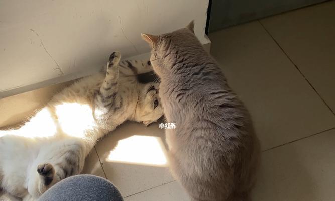 猫咪坐月子需要多久（猫咪的产后护理）