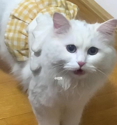 猫咪喵喵叫怎么办（解决宠物猫咪过度喵喵叫的烦恼）