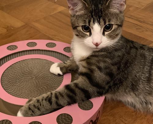 猫咪喵喵叫怎么办（解决宠物猫咪过度喵喵叫的烦恼）