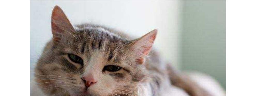 猫咪喵喵叫怎么办（解决宠物猫咪过度喵喵叫的烦恼）