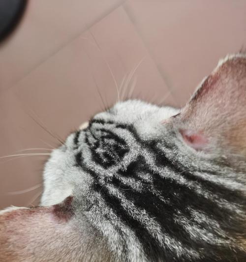 宠物猫咪的螨虫预防指南（保护爱宠健康）