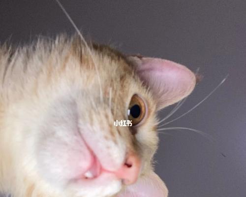 猫咪龅牙的治疗方法与注意事项（以宠物为主）