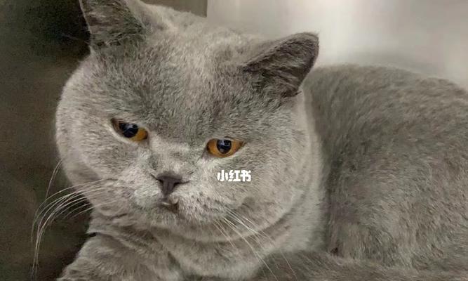 猫咪龅牙的治疗方法与注意事项（以宠物为主）
