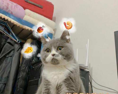 猫咪龅牙的治疗方法与注意事项（以宠物为主）