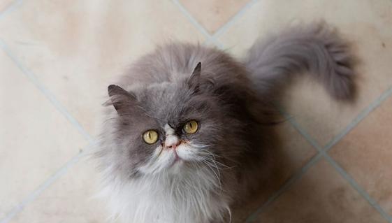 治疗宠物猫的炎性疾病（用药）
