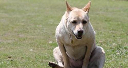 没有尾巴的狗——巴哥犬（探寻巴哥犬的起源）