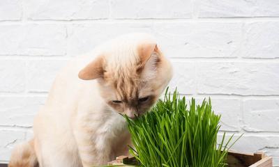 没有猫草，猫咪如何营养均衡（宠物猫的饮食需要注意什么）