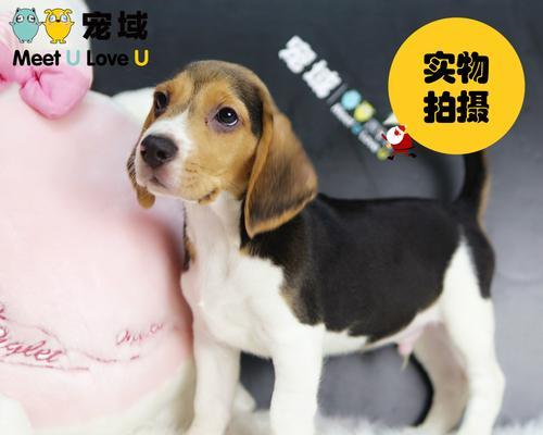迷你小狗短毛，可爱的家庭宠物选择（迷你小狗短毛的特点和养护知识）