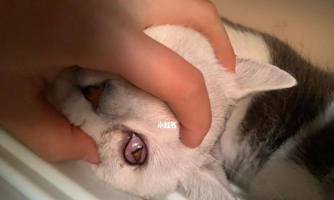 宠物肾脏检查费用浅析（以猫肾脏为例）
