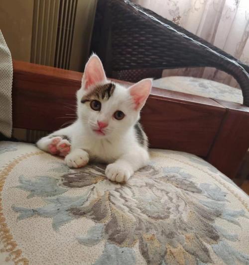 免费领养猫咪，给TA一个温暖的家（以爱之名）
