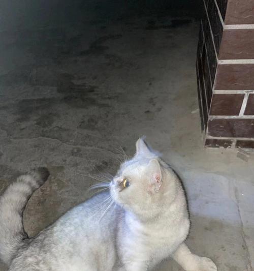 免费领养猫咪，给TA一个温暖的家（以爱之名）