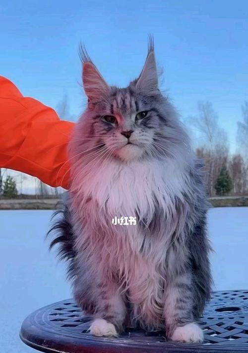 如何从品相角度评价缅因猫（以宠物为主）