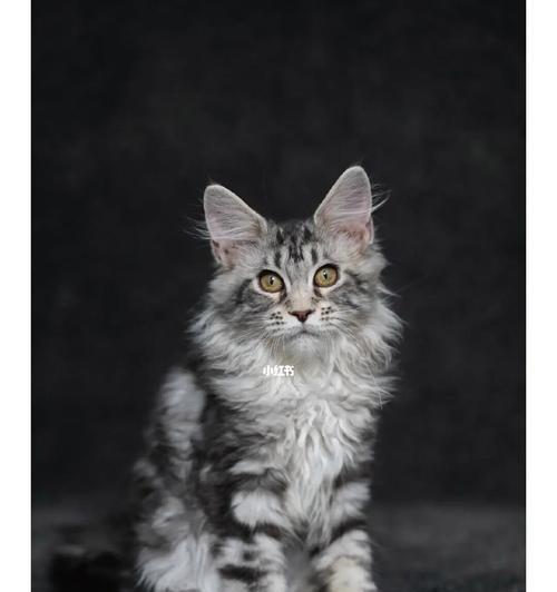 如何从品相角度评价缅因猫（以宠物为主）