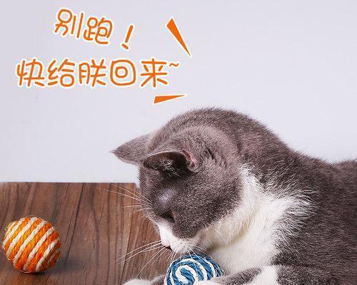 如何避免宠物猫咪咬人（以摸猫为乐）