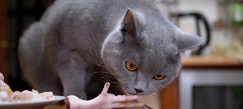如何避免宠物猫咪咬人（以摸猫为乐）