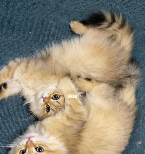 母猫的独特本能——寻找失散的小猫（宠物母猫的亲子关系）