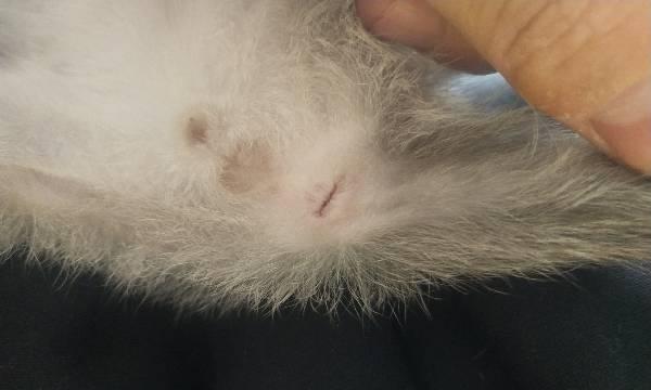 母猫的独特本能——寻找失散的小猫（宠物母猫的亲子关系）