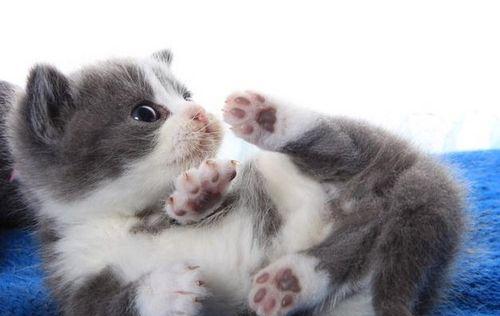 母猫生小猫的饮食需求（为宠物猫提供健康的食物）
