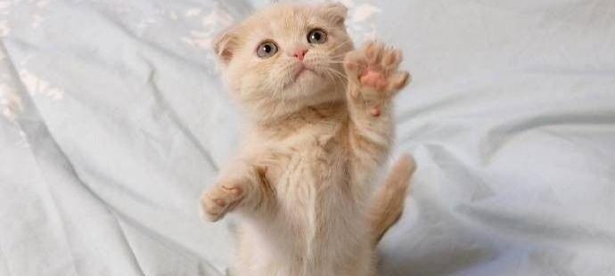 母猫生小猫的饮食需求（为宠物猫提供健康的食物）