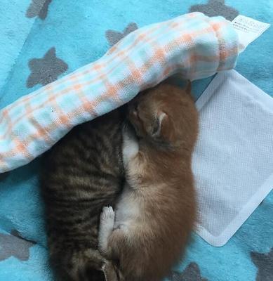 母猫缺乏哺乳能力，如何帮助小猫成长（解决母猫无奶问题的有效方法）