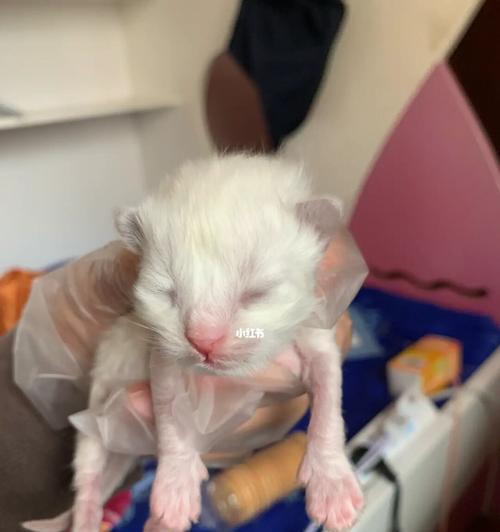 母猫的奇特行为（母性的表现）
