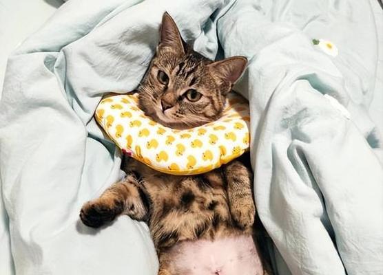 母猫的奇特行为（母性的表现）