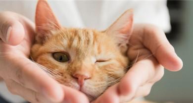 母猫咬小猫痛的叫（如何应对以及预防）