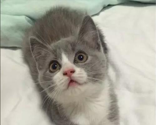 母猫为什么会赶小猫（宠物母猫赶小猫的原因与解决方法）